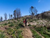 Affodill Blüten und verbrannter Wald vor Picota Gipfelaufbau (773m)